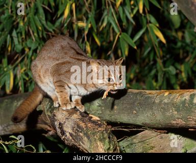Chat tacheté de rouille (prionailurus rubiginsus) sur branche d'arbre. Banque D'Images