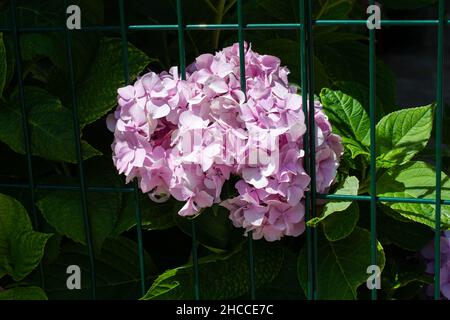 Fleurs d'hortensia françaises roses et violettes cultivées entre le treillis par un jour ensoleillé Banque D'Images