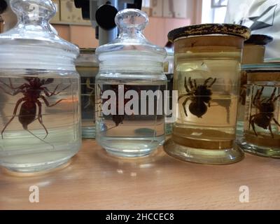 Expositions biologiques, grandes araignées dans des pots avec formol, formaldéhyde.Photo de haute qualité Banque D'Images