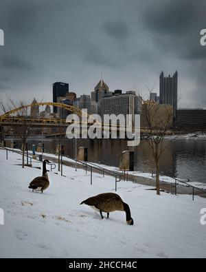 Bernaches canadiennes dans le parc enneigé sur la rive de la rivière avec un pont au-dessus à Pittsburgh, États-Unis Banque D'Images