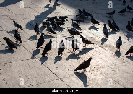 Troupeau de pigeons mangeant de la chapelure dans le parc Banque D'Images