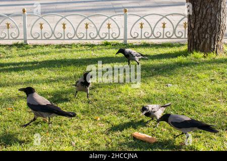 Troupeau de corneilles mangeant de la chapelure de l'herbe dans le parc Banque D'Images