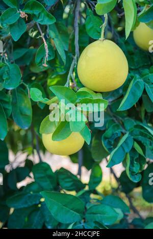 Fruits de pomelo mûrs sur une branche d'arbre avec des feuilles luxuriantes, plan vertical Banque D'Images