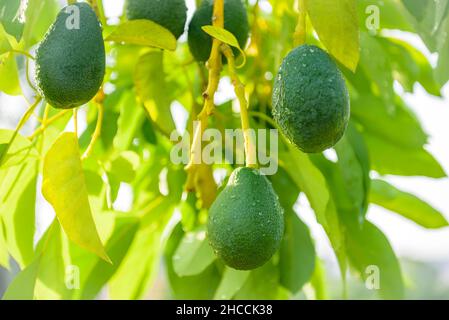 Les fruits frais de l'avocat poussent sur un arbre à la ferme de l'avocat Banque D'Images