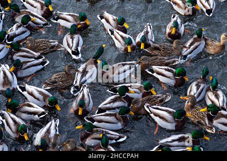 Canards dans un réservoir d'hiver rassemblés dans un troupeau Banque D'Images