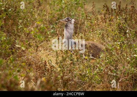 Kori Bustard - Ardeotis kori le plus grand oiseau volant originaire d'Afrique, commander Otidiformes, grand oiseau de terre brun gris de marche, trouvé au travers Banque D'Images