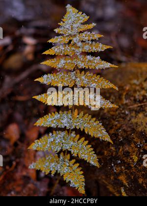 Feuilles de fougères sèches en gel dans une forêt Banque D'Images