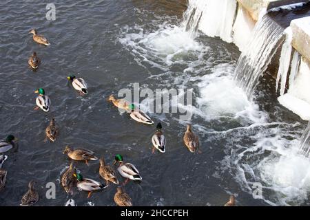 Des canards dans un réservoir d'hiver près de la cascade se sont rassemblés dans un troupeau Banque D'Images