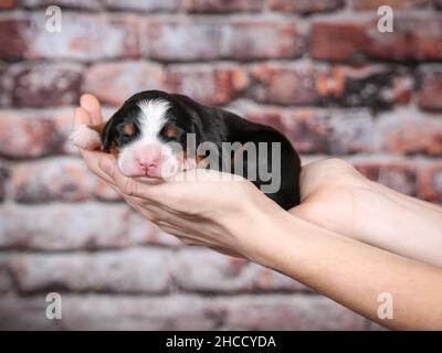 Bébé mini Bernedoodle tricolore chiot tenu dans deux mains devant le mur de brique Banque D'Images