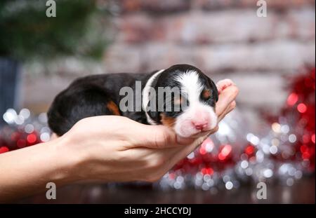 Bébé mini-bernedoodle tricolore pour chiot tenu par des décorations de Noël Banque D'Images