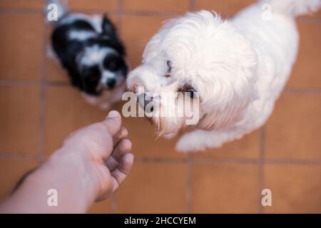 Les chiens attendent un régal avec un accent sur le régal Banque D'Images