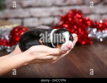 Bébé mini-bernedoodle tricolore pour chiot tenu par des décorations de Noël Banque D'Images