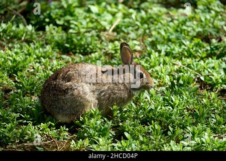Gros plan d'un lapin de marais (Sylvilagus palustris) mangeant de l'herbe sous la lumière du soleil Banque D'Images