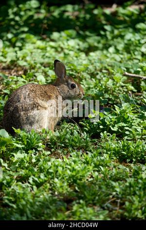 Plan vertical d'un lapin de marais (Sylvilagus palustris) assis sur l'herbe sous la lumière du soleil Banque D'Images