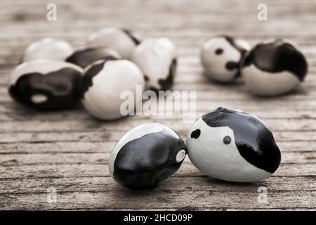 Les haricots Orca ou Calypso, les haricots du patrimoine noir et blanc ou les haricots Yin yang reçoivent leur nom de leur couleur noire et blanche.Légume inhabituel. Banque D'Images