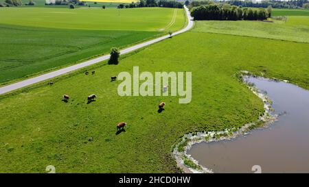 Vue aérienne des vaches en pâturage dans un champ Banque D'Images