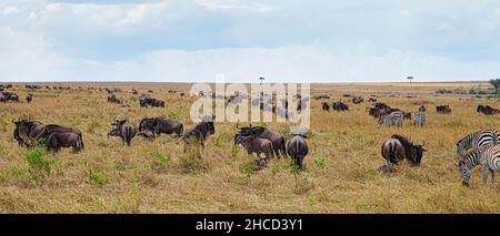 Le flétrissement bleu, Connochaetes taurinus et le zébré des plaines, Equus quagga, migrent à travers la réserve nationale de Maasai Mara au Kenya. Banque D'Images