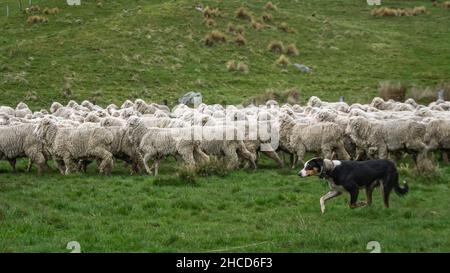 Élevage de moutons en Nouvelle-Zélande Banque D'Images