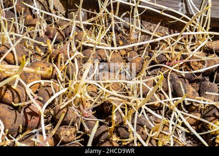 dans les pommes de terre de stockage avec de longues pousses de violation des conditions et régime de température de stockage des cultures racinaires, foyer sélectif Banque D'Images