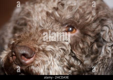 Visage de chien brun truffe avec des poils bouclés gros plan sur le fond de lagotto romnolo haute qualité grand format imprimé Banque D'Images