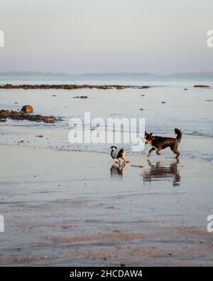 Deux chiens jouant avec un bâton, courant sur la plage de sable humide.Format vertical. Banque D'Images