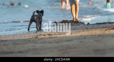Chien marchant sur la plage.Les gens qui jouent dans l'eau ne sont pas bien focalisant.L'été à Auckland. Banque D'Images