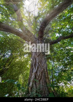 un grand arbre centenaire avec des branches courbées radieuses, au coeur d'une forêt entourée de feuillage vert, avec le soleil filtrant à travers la canopée, Banque D'Images