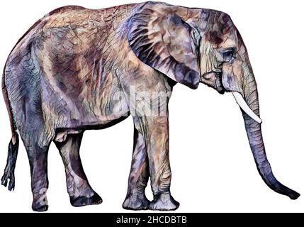 Variations de l'éléphant d'Afrique Banque D'Images