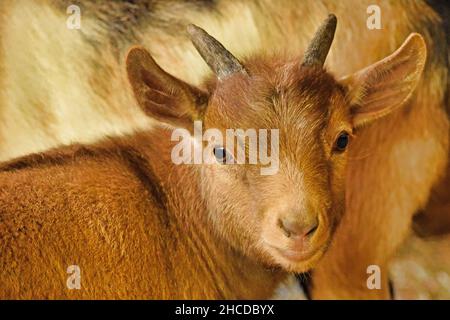 Bébé nigérian Dwarf Goat à regarder Banque D'Images