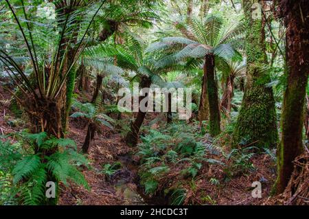 Végétation luxuriante le long de la forêt tropicale de Maits Rest Walk au coeur de la magnifique chaîne des Otway Ranges - Apollo Bay, Victoria, Australie Banque D'Images
