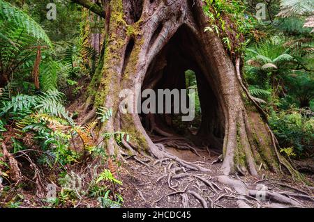 Un tronc creux le long de la promenade Maits Rest Rainforest au cœur des magnifiques Otway Ranges - Apollo Bay, Victoria, Australie Banque D'Images