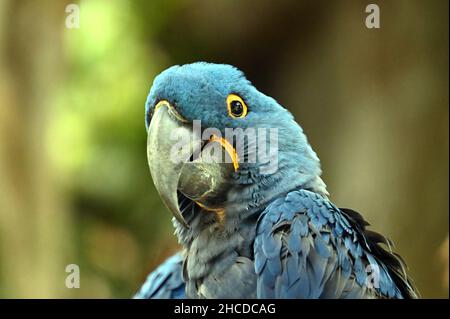 Jacinthe Macaw visage gros plan Banque D'Images