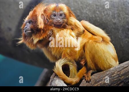 Jeune singe de Tamarin de Lion d'Or sur le dos de la mère Banque D'Images