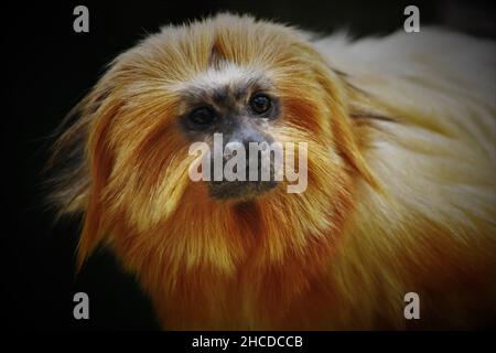 Golden Lion Tamarin Monkey face en gros plan Banque D'Images