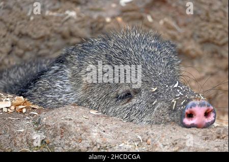 Peccary à collier allongé dans le trou, gros plan Banque D'Images