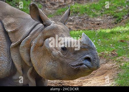 Indian Rhinoceros face gros plan Banque D'Images