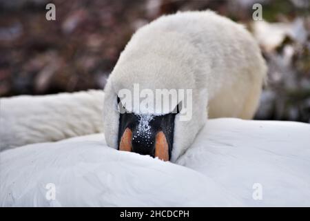 Mute Swan Nuzzled dans ses plumes Banque D'Images