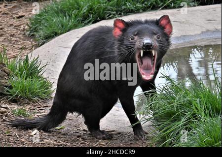 Tasmanian Devil assis et hurlant Banque D'Images