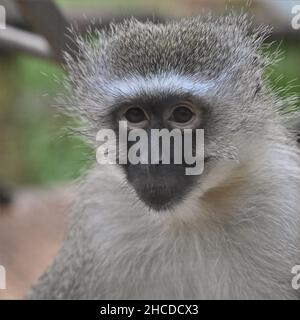 Vervet Monkey assis et regardant Banque D'Images