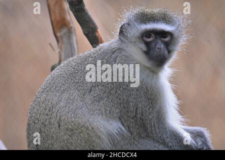 Vervet Monkey assis et regardant Banque D'Images