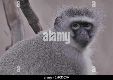 Vervet Monkey assis et regardant Banque D'Images