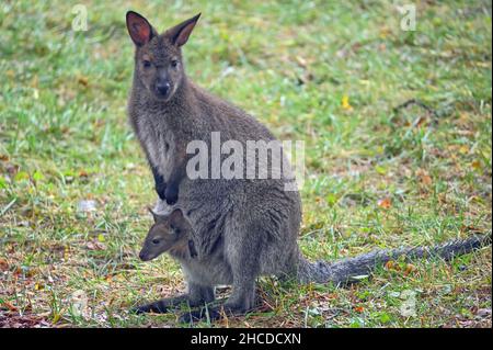 Mère Wallaby de Bennett avec Joey dans Pouch Banque D'Images