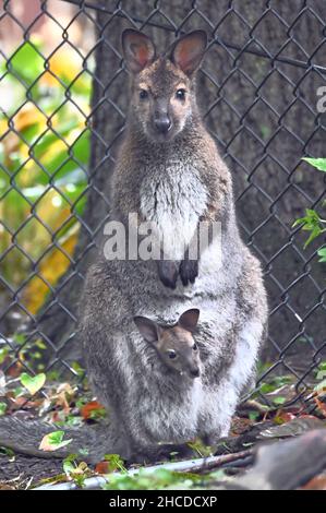 Mère Wallaby de Bennett avec Joey dans Pouch Banque D'Images