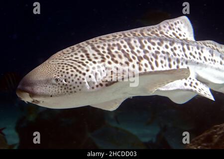 Gros plan sur la face du requin zébré Banque D'Images