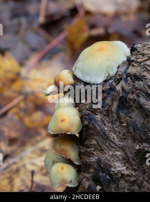Gros plan de champignons de bois sur une souche d'arbre dans la gorge du fleuve Columbia en Oregon. Banque D'Images
