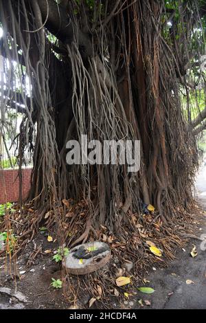 Un grand banyan Tree à Bangalore, Inde. Banque D'Images