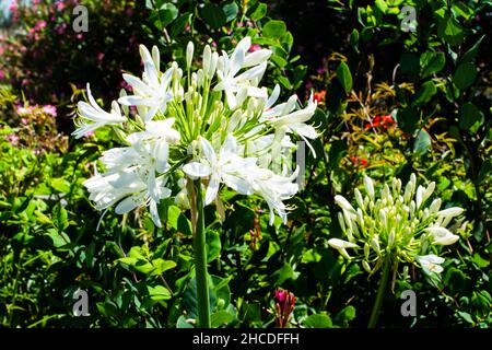 Gros plan d'une Agapanthe blanche avec fleurs ouvertes. Banque D'Images