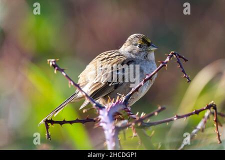 Bruant à couronne dorée (Zonotrichia atricapilla) un nouveau moineau du monde assis dans la neige. Banque D'Images