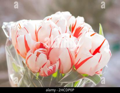 Bouquet de tulipes.De magnifiques tulipes rayées rouges et blanches se rapprochent de la lumière du soleil.Composition florale dans des tons pastel.Image floue avec Soft FO Banque D'Images