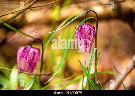 La tête du serpent ou la fleur d'échecs - Fritilaria meleagris est une espèce en voie de disparition de plante florale de la famille des nénuphars fondée sur la pla occidentale Banque D'Images